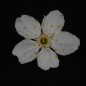 Preview: Prunus cerasifera, Mirabelle, bluete